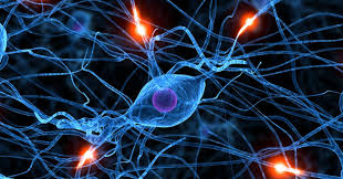 Image result for biology cells electric