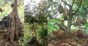 Durian musang king adalah buah durian yang berasal dari malaysia yang bisa dikembangkan dengan baik di indonesia. Rahsia Durian Berbuah Rendah Melalui Teknik Kaki Ganda Ramai Yang Tidak Tahu Kelebihannya Kartel Dakwah