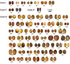 Image result for Isodon ramosissimus