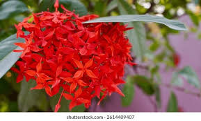 Image result for Ixora praetermissa