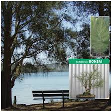 Image result for Casuarina littoralis