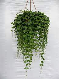 Dec 24, 2020 · types of succulents with names and images. 9 Best Trailing Succulents And Cacti Sublime Succulents Hanging Plants Indoor Indoor Plants Hanging Plants