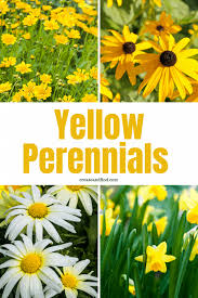 Some perennials grow from bulbs. Yellow Perennial Flowers And Plants