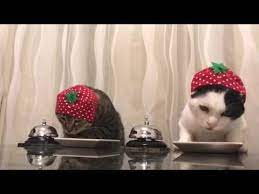 Cats In Strawberry Hats Ring Bells Youtube Strawberry Hat Pets Cats Cats