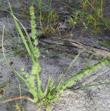 Image result for Elytrophorus spicatus