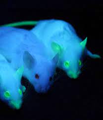 Transgenic organism is an organism that contains foreign dna that has been introduced using biotechnological techniques. Transgenic Animals Summary