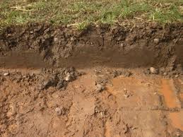 Avoid overwatering them when planted on clay, as flooding. What Are The Best Plants For Clay Soils Jimsmowing Com Au