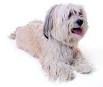 Havanese Puppies for Sale in South Dakota - DogsNow