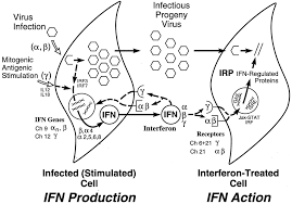 Samuel, antiviral actions of interferons, clinical microbiology reviews, vol l. Antiviral Actions Of Interferons Clinical Microbiology Reviews