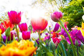 Wir hatten schneeregen, frost und letztlich sogar noch schnee, nur um anschließend dann doch noch die. Hochsaison Im Garten Im April Raintime Gmbh