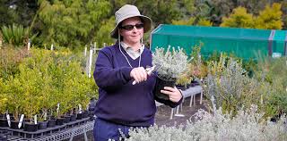 Jennifer joined ncve in late 2019 and is an experienced business trainer working at our wollongong campus. Nursery Wollongong Botanic Garden