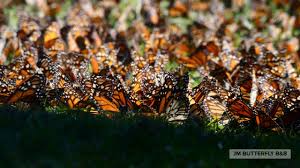 Monarch life insurance co ltd. How To Do Monarch Butterfly Ecotourism By Ellen Sharp Medium