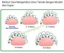 Check spelling or type a new query. Cara Cara Mengetahui Umur Ternak Sapi