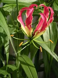 Generally, lily flowers are divided into 3 aspects: Gloriosa Glory Lily Lily Plants Fire Lily