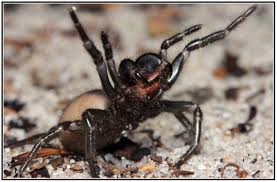 Reared up, fangs raised, venom dripping… good luck with that jack! Sydney Funnel Web Spider 160 Km Radius Of Sydney Australia With Highly Toxic Venom Produced In Large Amo Sydney Funnel Web Spider Funnel Web Spider Spider