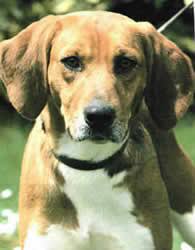 Price match guarantee enjoy free shipping and best selection of metal beagle dog planter that matches your unique tastes and budget. Gopets Com