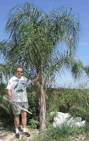 Queen Palm Tree Pictures Photos Of The Palms Queen Palm Tree Palm Trees Palm Tree Pictures