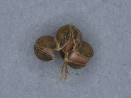 Image result for Acalypha segetalis