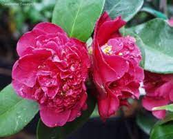 Camellia Japonica Roosevelt Blues Camellia Flowers Garden In The Woods