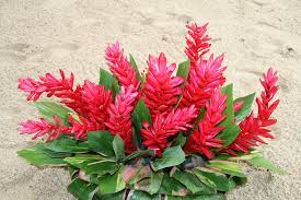 Stunning Ginger Flower Ginger Flower Altar Flowers Beautiful Flowers