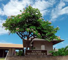 Image result for Bauhinia monandra