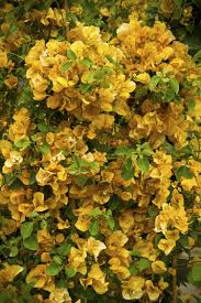Monrovia S Gold Rush Bougainvillea Details And Information Learn More About Monrovia Plants And Best Practi In 2020 Flowers Perennials Bougainvillea Planting Flowers