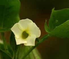 Image result for Thunbergia reticulata