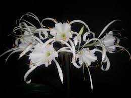 Image result for Ismene narcissiflora