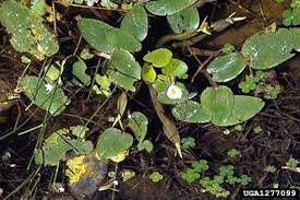 Image result for Ottelia