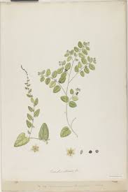 Image result for Cocculus hirsutus