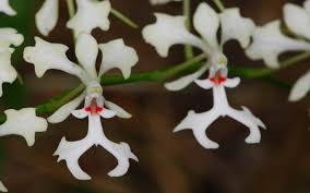 Image result for Brachycorythis rhodostachys