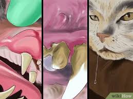 How to brush cats teeth wikihow. How To Get Your Cat S Teeth Professionally Cleaned 9 Steps