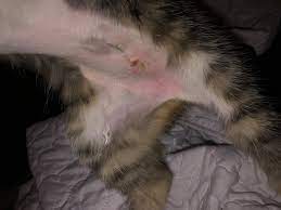 My Kitten Got Spayed She Is A Little Over Two Months Old 2 8 Pounds I Need To Know If Her Incision Is Infected Petcoach