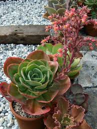 San diego cactus succulent society winter show 2019 pt 1 3. Echeveria Mandala World Of Succulents Suculent Plants Echeveria Planting Succulents