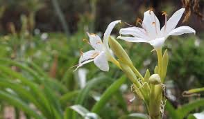 Image result for Lipocarpha atra