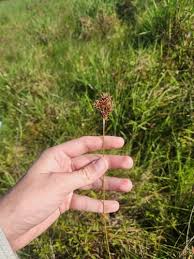 Image result for Bulbostylis scabricaulis