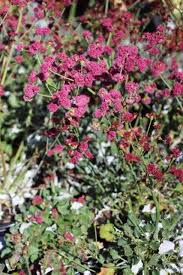 Image result for Eriospermum roseum
