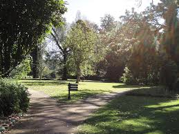 Image result for Casearia gladiiformis