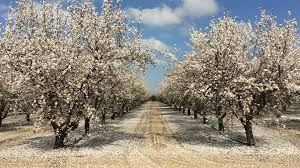 How To Determine Optimal Almond Tree Spacing Growing Produce