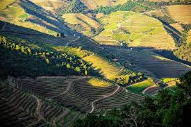 Epingle Sur News And Articles Portugal