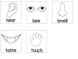 Do you teach a 5 senses theme? 5 Senses Coloring Pages Books 100 Free And Printable