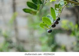 Image result for Phyllanthus reticulatus