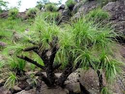 Image result for Xerophyta wentzeliana