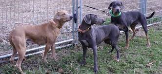 According to couponxoo's tracking system, there are currently 19 game dogs for sale results. Blue Lacy Dog Breed Information And Pictures