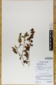 Image result for Hymenophyllum splendidum