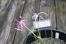 Image result for Ammocharis baumii