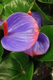 Que tal dar um nova vida ao antúrio que pode voltar a embelezar a sua casa? Anturio Colorido Vasos De Flores Flores Raras Sementes De Flores