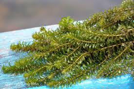 Image result for Hydrilla verticillata