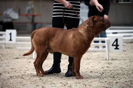Sie ist ein zuverlässiger schutzhund mit hoher reizschwelle. Bordeauxdogge Dogue De Bordeaux Vom Typ Eines Kurzkopfigen Molossers Der Club Fur Alle Rassehunde E V Deutschland Car E V