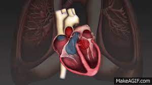 Cardiac Cycle Gif Cardiac Cycle Cardiac Cycle